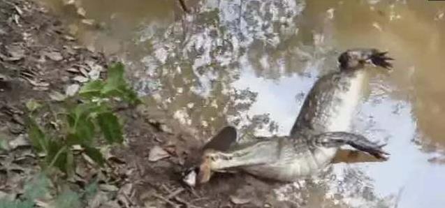 鱷魚以為亞馬遜電鰻好欺負，一口咬下去，下一秒後悔都來不及了！