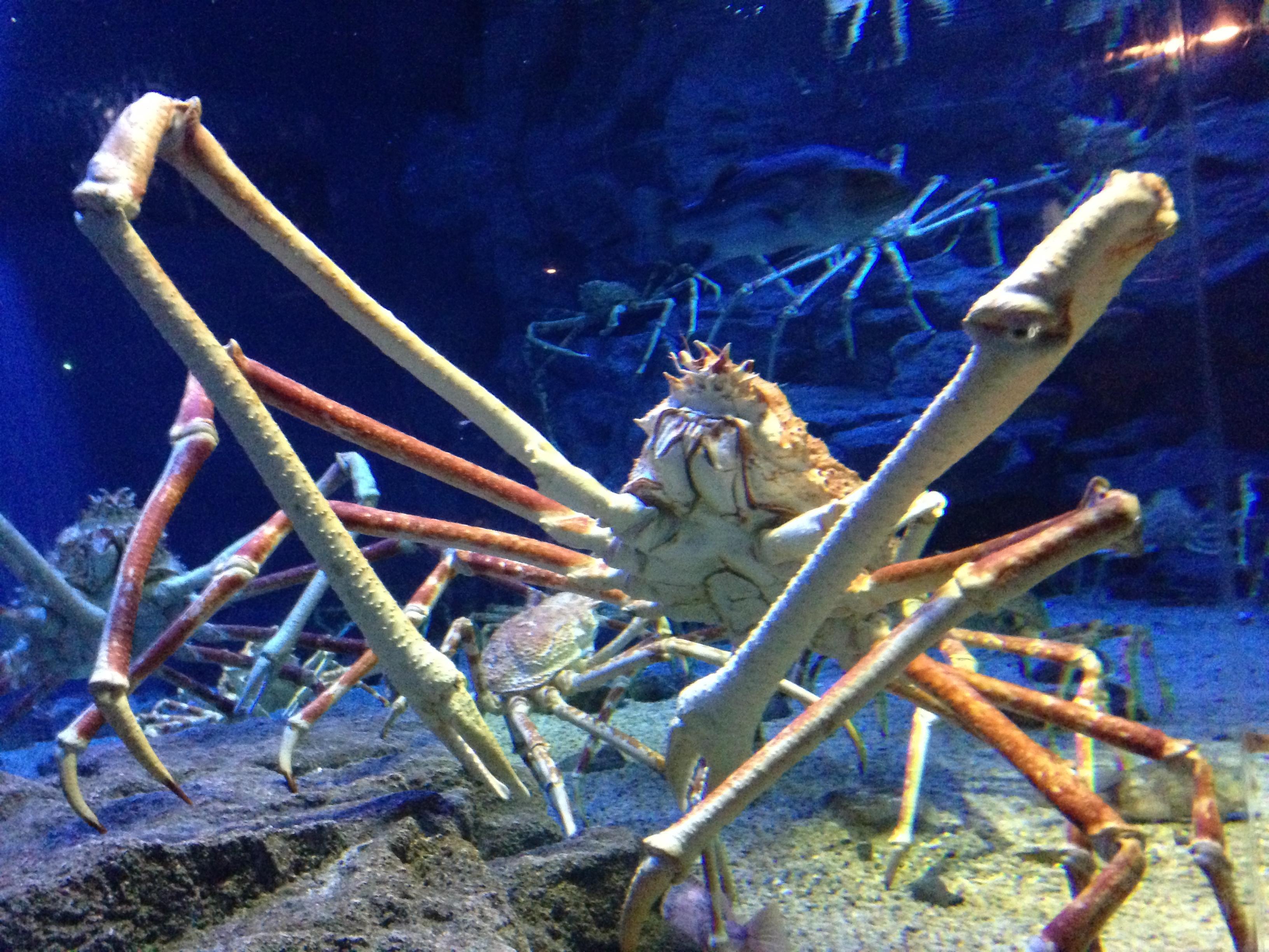 这是陆地上最大的螃蟹？寿命可达60年，为何待在水下会淹死