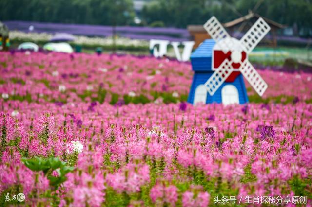 9月4.5.6日3天內，財運暴漲，買彩票100%必中500萬大獎的3大生肖