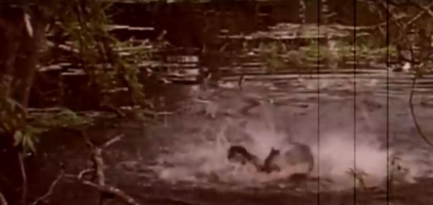 食人魚到底吃不吃人？這哥們兒，跳進亞馬遜河裡親自測試，下一秒。。。傻眼了！！！