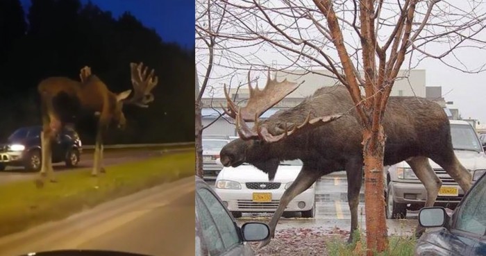 公路出現巨型野鹿　網民驚訝：根本是恐龍吧！
