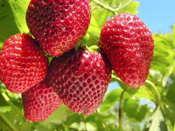 草莓季開跑...「10個」你應該吃草莓的理由，尤其是「愛美」的女性，會越吃越美麗啊！