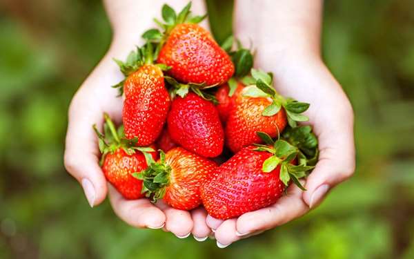 草莓季開跑...「10個」你應該吃草莓的理由，尤其是「愛美」的女性，會越吃越美麗啊！