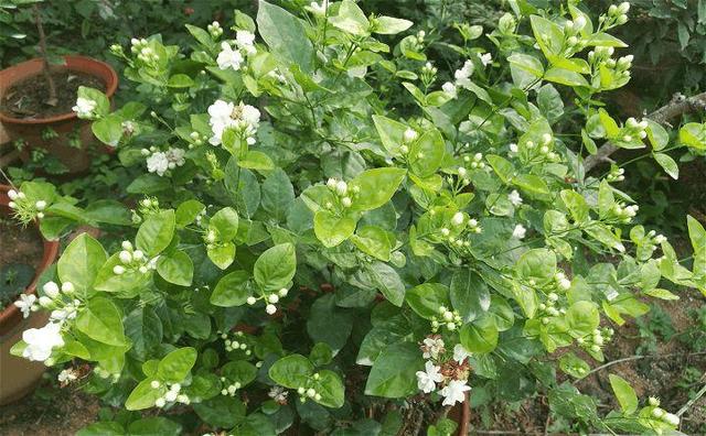 這「5種」花最養人，家裡種1棵，全家老小都健康！