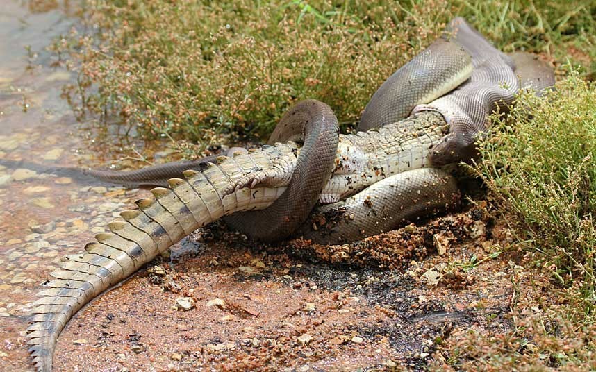 世界最大蟒蛇长达12米,轻松吞下大象!