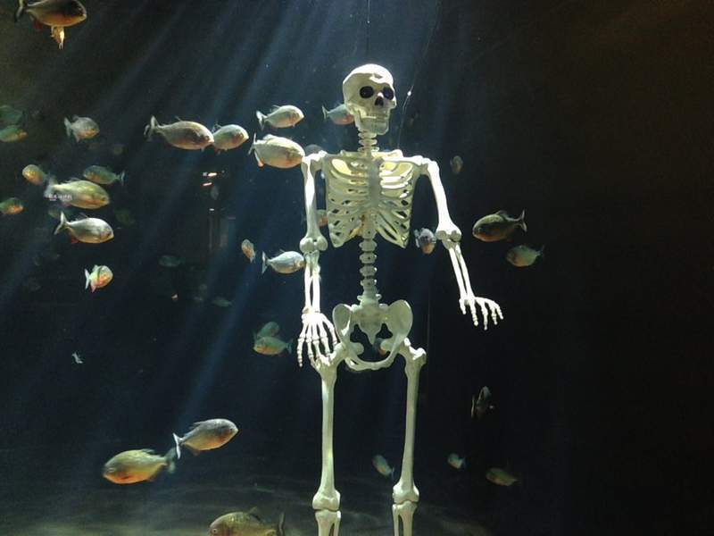 日本水族館飼育員剛剛脫魯就離奇失蹤！最後竟然在「食人魚水槽」中被發現…