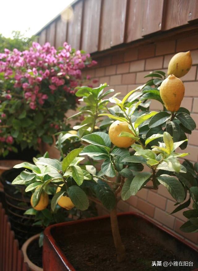 陽台種一棵盆栽水果，簡單好種又好看，這樣種，一年掛好多果！