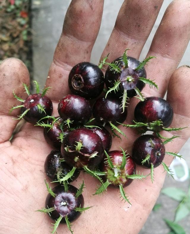 這種「野果子」益氣補虛，家裡養1盆，採摘食用，家人都「健康」