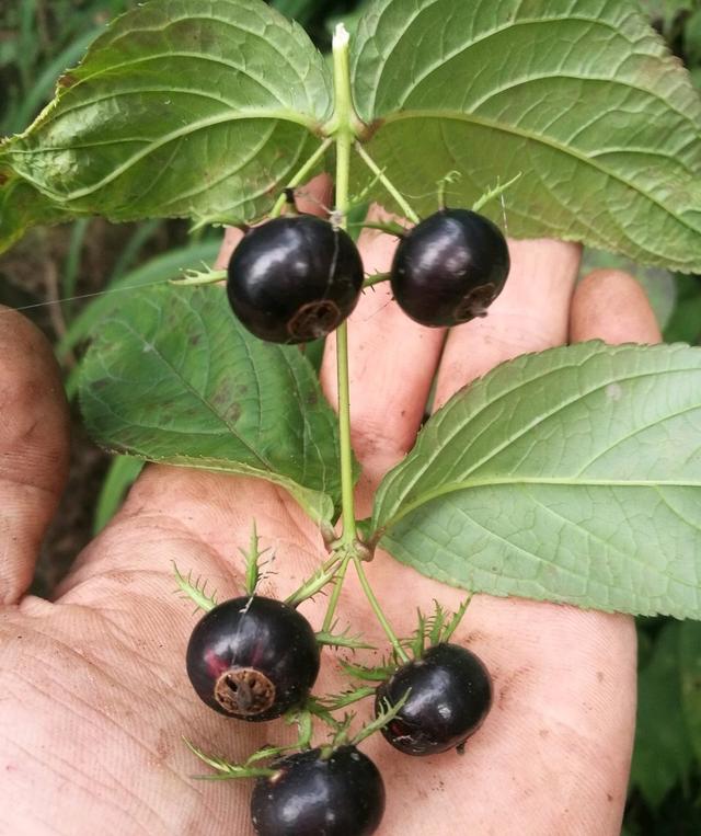 這種「野果子」益氣補虛，家裡養1盆，採摘食用，家人都「健康」