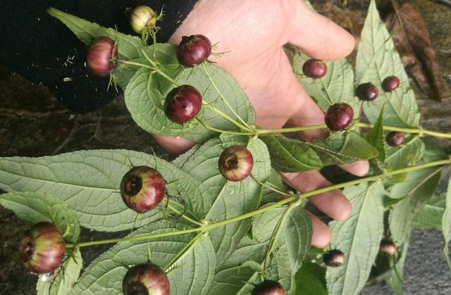 這種「野果子」益氣補虛，家裡養1盆，採摘食用，家人都「健康」