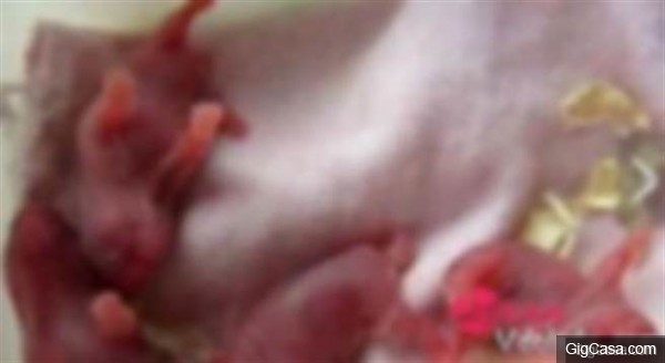一名17歲的小女孩意外懷孕後，竟然能夠孕育出20多條老鼠....令人意外