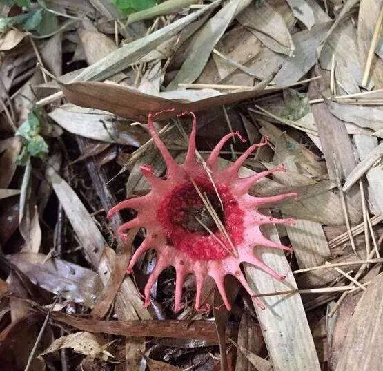 森林中發現一朵奇異小花，採摘時意外被嚇得魂不附體