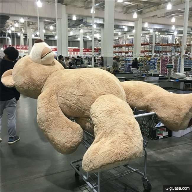 網友在好市多買了一隻236公分的巨熊布偶不知道怎麼帶回家，看到他聰明的運送方式大家都笑瘋了！