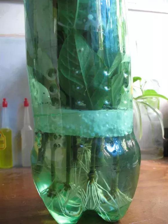 塑料瓶裏裝點水，能插20種花，生根不用愁，新手一學就會！