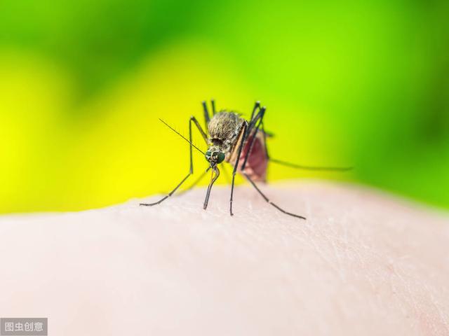 蚊子愛咬你是因為你的血型？專家闢謠：跟血型無關，因為你愛活動