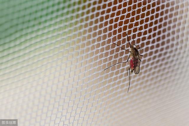 蚊子愛咬你是因為你的血型？專家闢謠：跟血型無關，因為你愛活動
