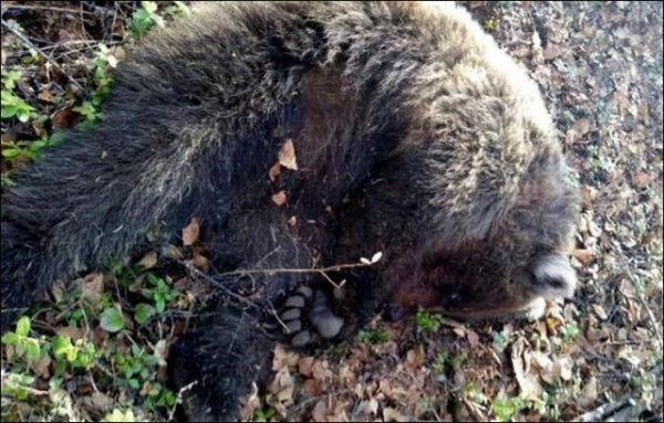 森林中找不到遭母熊攻擊的婦人，直到在隆起的土堆中發現一只手