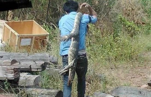 巨蜥是生性兇猛的動物，村民竟將牠烤來吃。(圖/寵物大集結)