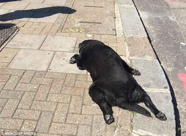 女人拽著一條死狗在街上散步，路人跟在後麵果斷報警