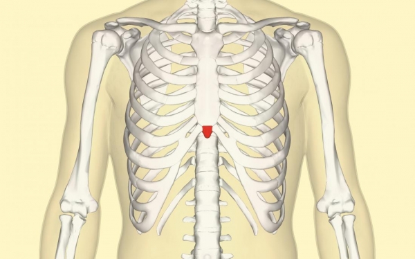 Xiphoid process: Pain, lump, and removal