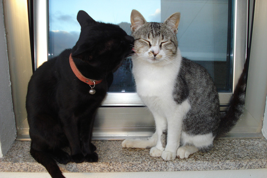 How Cats Show Affection-4