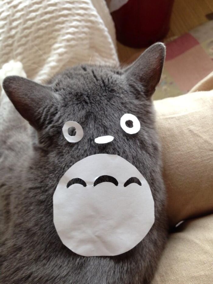 cat-owners-in-japan-are-turning-their-pets-into-totoro-3__700