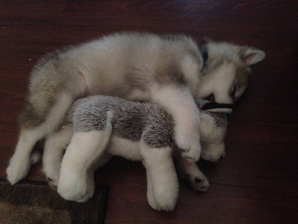 Here's Luca the Alaskan Malamute back when she was eight weeks old...