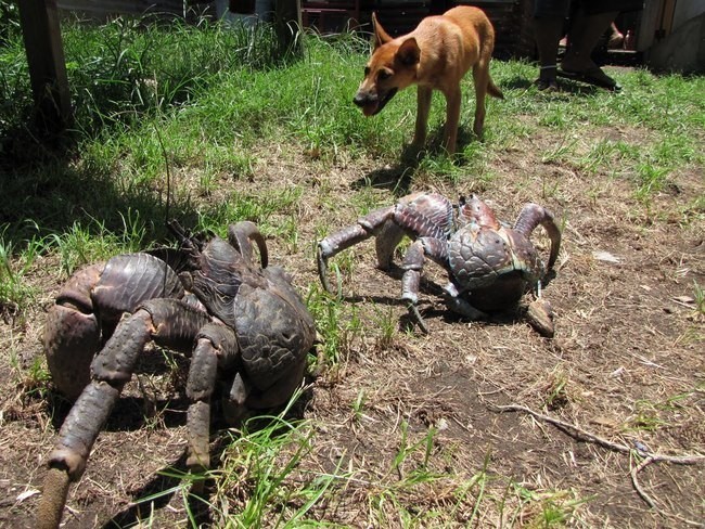 No, they aren't out of a sci-fi film. These alien-like creatures are actually called coconut crabs and their grab, unsurprisingly, causes excruciating pain. However, venom isn't their secret weapon, the pain from a strike comes from the extended grip of each pinch: patient coconut crabs hold on after their attack for an agonizingly long time.