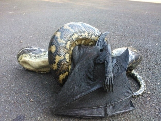 Did you know that pythons are this enormous? Perhaps you also weren't aware that flying foxes (which pretty much look like the modern day pterodactyl) exist? Why yes, large pythons do eat large flying foxes. No thank you, Australia.