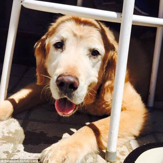 Here, boy: Wagner is seen basking in the sun in this cute photo 