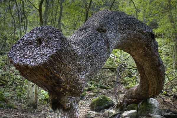 剛開始以為它只是一棵奇怪的樹，走進看到樹幹讓它嚇一跳！