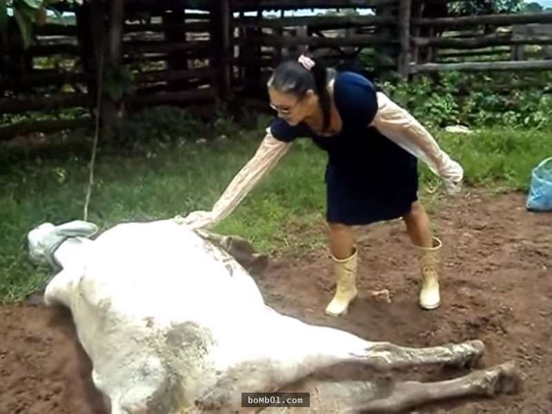 她輕撫剛生產完的母牛想要給予安慰，沒想到下一秒她卻身心受到嚴重的創傷…