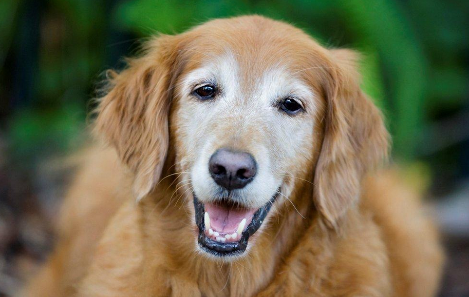UNILADs Anti Ageing Drug Could See Dogs Live Up To Four Years Longer image