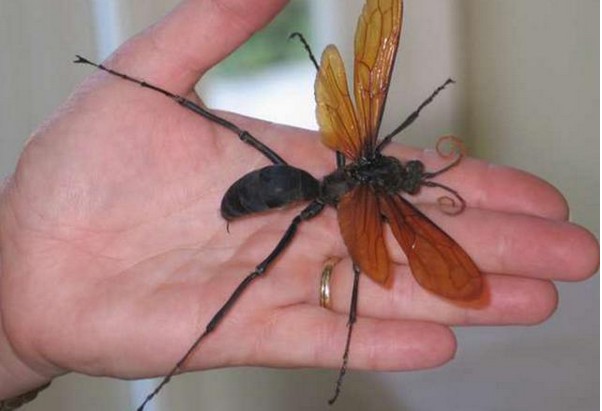 超巨型昆蟲，尤其是第6隻…人類危險了！