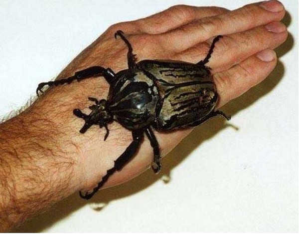 超巨型昆蟲，尤其是第6隻…人類危險了！