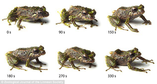 據推測，青蛙長角以及變色，都是為了要讓他在青苔棲息地中更隱匿，不過這個質地真正的效果，還需要經過證實。<BR><BR>在經過之後的研究發現，這變形蛙變換外型只需要3分多鐘的時間。<BR><BR>