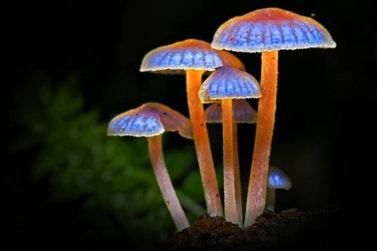 Although it is destroying other lifeforms, this mushroom is incredible. It even has a pretty, natural bioluminescence, like something out of <i>Avatar</i>.