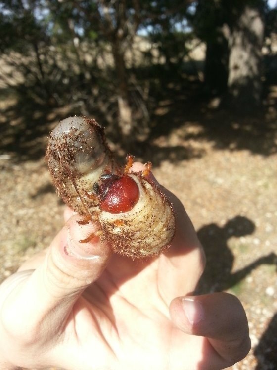 社群網站Reddit上有一名男子在家中院子的草堆裡，發現了這種體型龐大的蟲子。<BR><BR><BR>