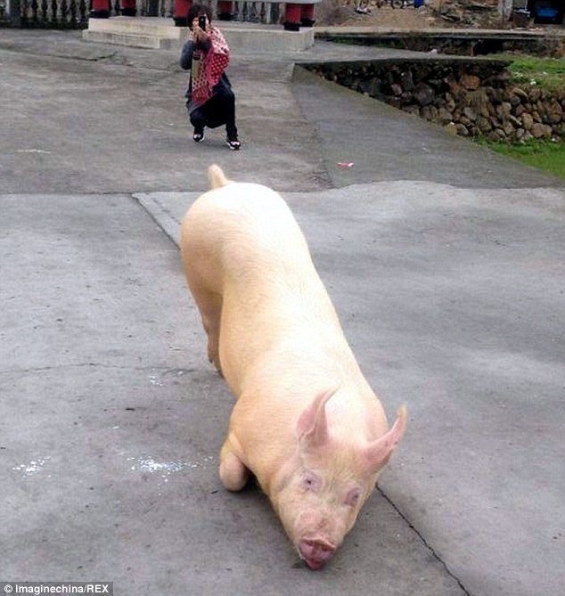 日前在中國溫州的一處寺廟前面，居然出現了這樣一個奇特的景象...一隻約150公斤重的豬，就這麼趴在寺廟前膜拜！
