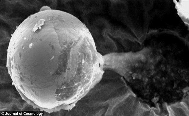 雪菲爾大學 (University of Sheffield) 和白金漢大學 (University of Buckingham) 的科學家發現了這樣的金屬球，大約如人類髮絲這麼寬。<BR><BR>這樣的發現可以被推測為是一種定向泛種論 (Directed panspermia)，也就是地球的生命起源是由未知外星文明所傳送過來的。<BR><BR>