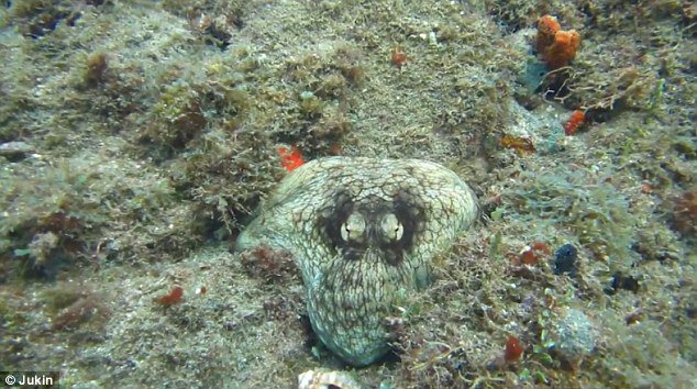 章魚是少數幾種可以在海底偽裝的海洋生物，其他像是烏賊和魷魚也都有類似的本領。<!-- 電腦板-文章內插廣告-336X280 -->
<br><br>
<div align=