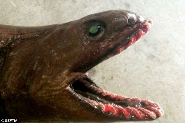 這隻史前鯊魚有深褐色、看似鰻魚的外型，就是皺鰓鯊 (frilled shark)，也是活化石，眼睛是橢圓形，背部有皺折狀的鰓。<BR><BR>