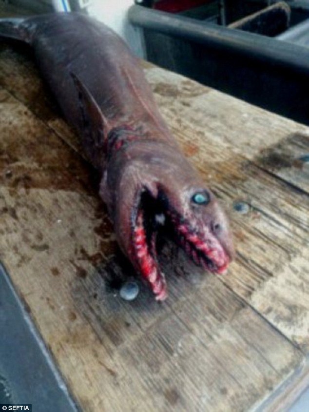 東南漁業協會 (SETFA) 的人員表示，抓到這隻生物的人都嚇到了。<BR><BR>皺鰓鯊有25排牙齒、300顆牙，如果你不幸被他咬到，那可真擺脫不了了。<BR><BR>他也表示，這應該是人類第一次看到活生生的皺鰓鯊。<BR><BR>
