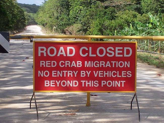在這段期間，島嶼幾乎要被紅蟹所覆蓋了。<BR><BR>官方也必須要關閉許多道路，來配合他們的遷徙。<!-- 電腦板-文章內插廣告-336X280 -->
<br><br>
<div align=