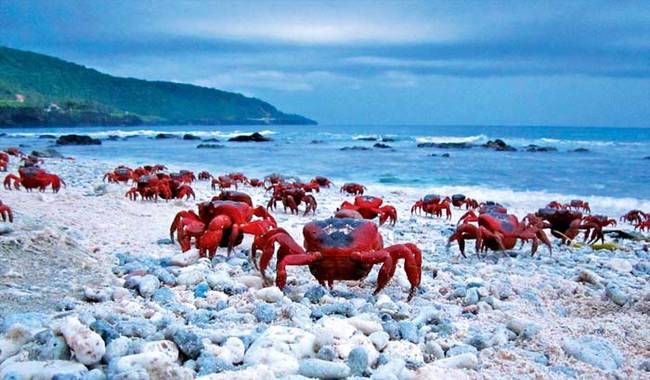 當螃蟹們終於到達海邊時，他們就只有一個任務：交配。<BR><BR>
