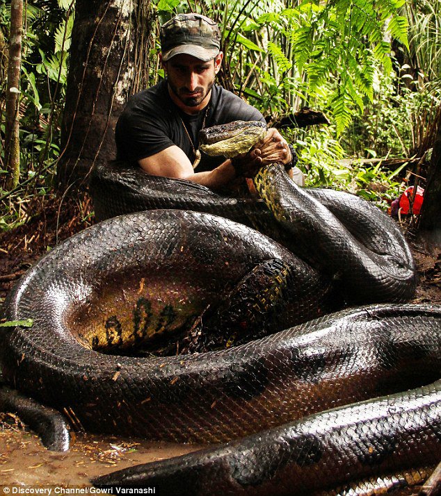 節目播出，他們一行人來到亞馬遜的源頭，找到了一條母的大蟒蛇。<BR><BR>在準備完成後，Paul接近了大蟒蛇，然後讓她將他纏繞吞下。<BR><BR>