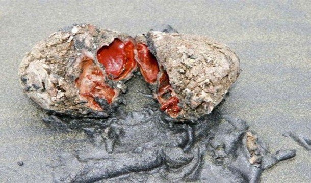 13. "活"石：其實這些是智利海岸會出現的海洋生物，完全不會移動。<BR><BR>