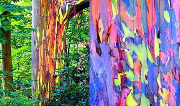 15. 彩虹樹：澳洲尤佳利樹脫皮時露出的美麗色彩。<BR><BR>