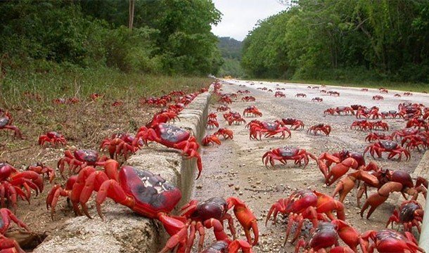 16. 螃蟹大遊行：澳洲聖誕島，每年都有數量高達1.2億的紅蟹大遷徙。<BR><BR>