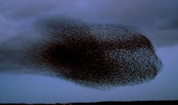 18. 黑日：歐椋鳥的大量遷移形成丹麥每年春季難得一見的景象。<BR><BR>